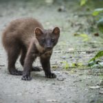 Jak se zbavit kuny (lasičky) – navždy!