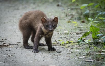 Jak se zbavit kuny (lasičky) – navždy!