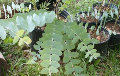 Eukalyptus v bytě může zbavit depresí – Jak jej pěstovat?