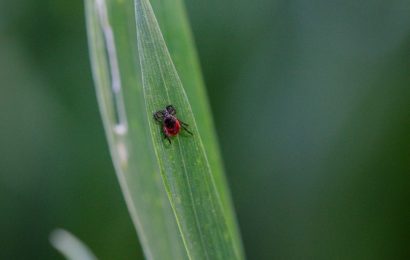 Recept na domácí repelent proti klíšťatům z přírodních zdrojů