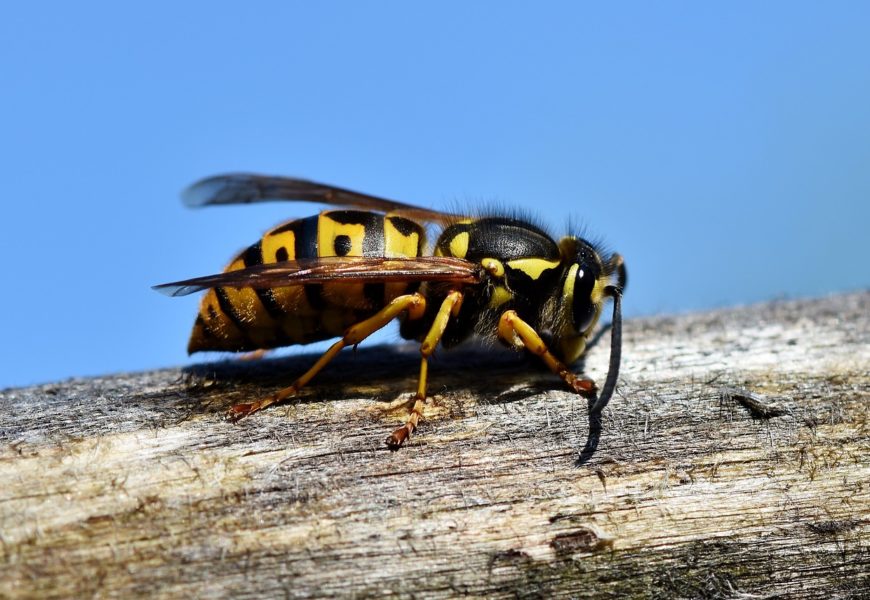 Jak probíhá správná likvidace sršního hnízda? Zjistěte to