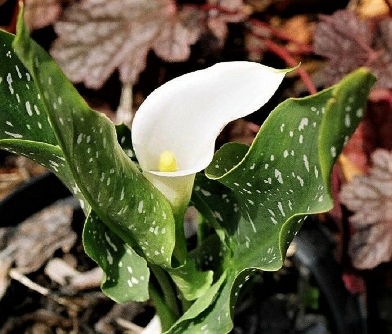 Zantedeschia albomaculata