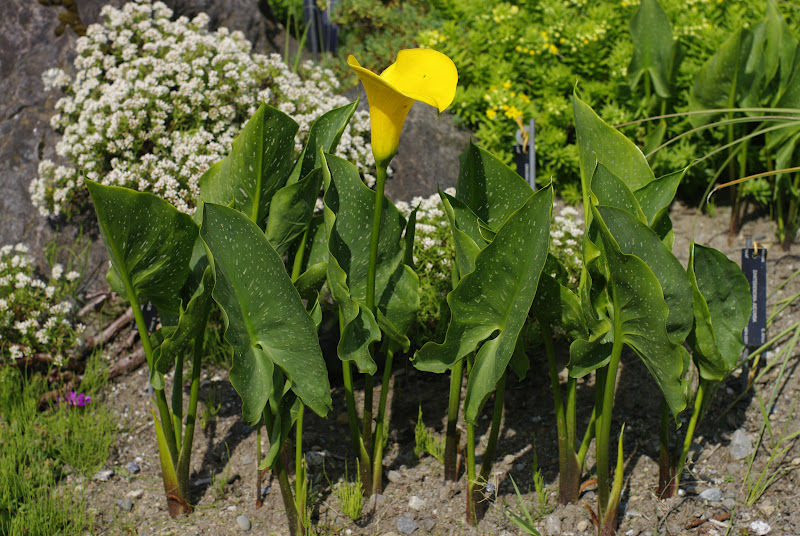 Zantedeschia jucunda