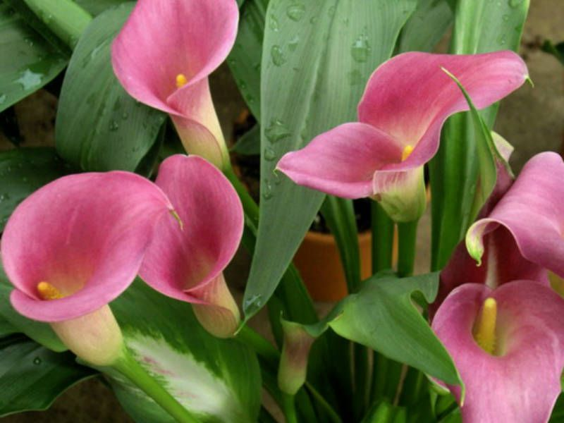 Zantedeschia rehmanii