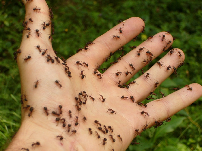 Mravenci v bytě? Jak s nimi bojovat a vyhrát?