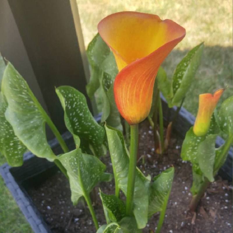 Zantedeschia elliottiana