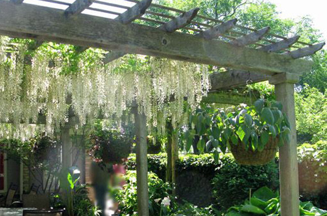 Popínavé rostliny vhodné na pergolu Popínavé rostliny vhodné na pergolu