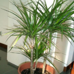 Dracena – nenáročná pokojovka na pěstování