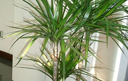 Dracena – nenáročná pokojovka na pěstování