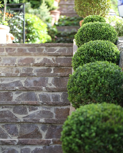 Buxus – Zimostráz – jak pěstovat vždy zelený keř