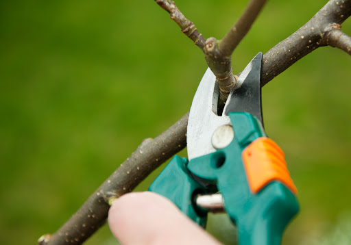 Kdy a jak stříhat ovocné stromy?