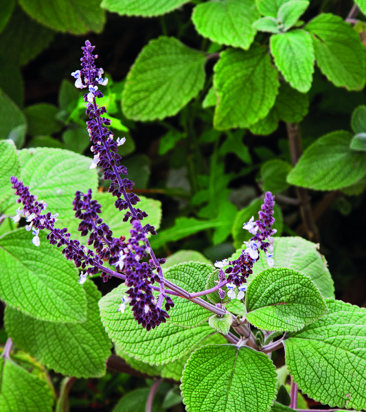 Sirup z rýmovníku Sirup z rýmovníku