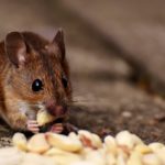 Zaručené rady, jak se zbavit myší