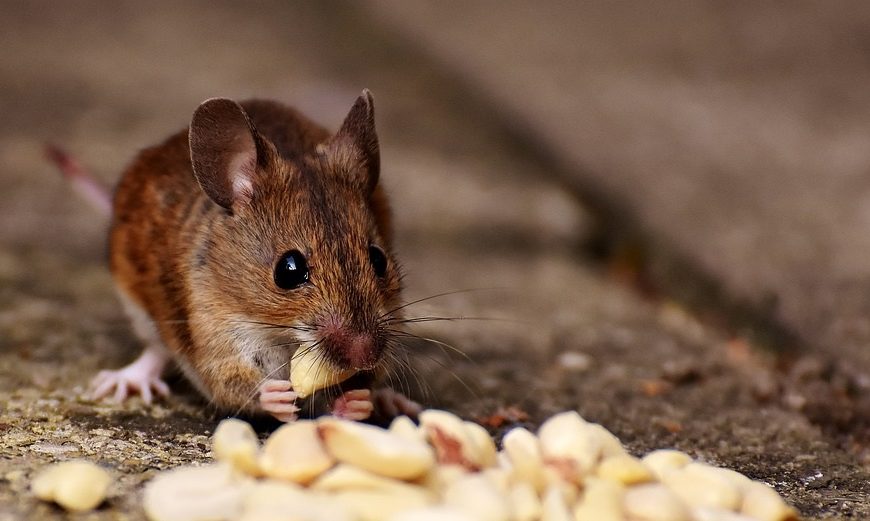 Zaručené rady, jak se zbavit myší Zaručené rady, jak se zbavit myší