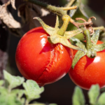 Praskání rajčat: Co to způsobuje?