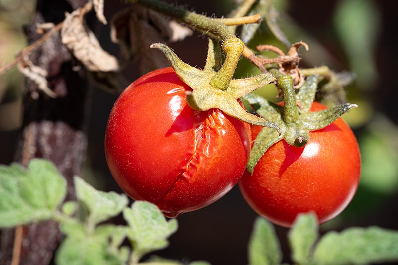 Praskání rajčat: Co to způsobuje?         