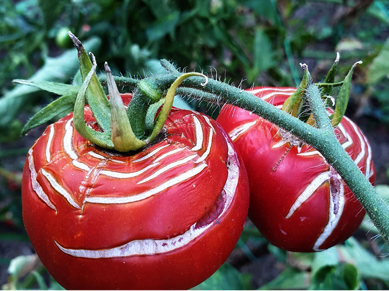 Co způsobuje praskání rajčat?