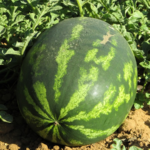 Jak pěstovat meloun na zahradě krok za krokem