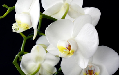 Jak pěstovat orchideje?