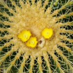 Jaké jsou druhy kaktusu a jak je poznat?