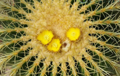 Jaké jsou druhy kaktusu a jak je poznat?