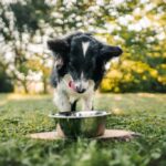 Krmivo pro psy: Jak vybrat to pravé pro svého mazlíka