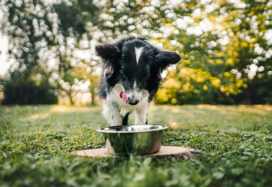 Krmivo pro psy: Jak vybrat to pravé pro svého mazlíka