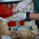 Srdeční onemocnění u psů: Příznaky, které majitelé často přehlíží