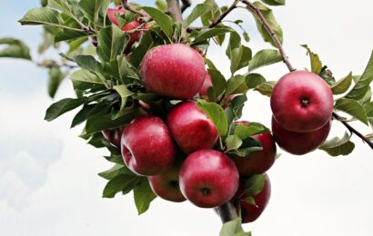 Podzimní výsadba ovocných stromů krok za krokem Podzimní výsadba ovocných stromů krok za krokem